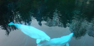 Belugas at Vancouver Aquarium, British Columbia; Photo by ©Pacific Walkers